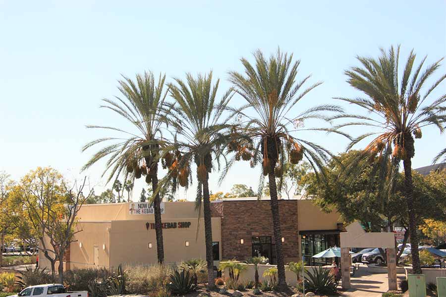 An exterior view with palm tree